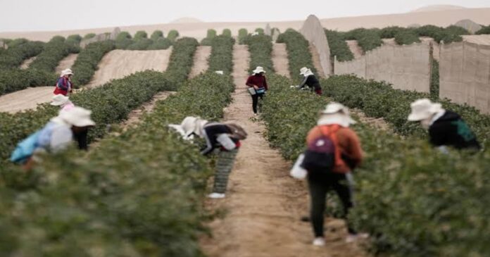 Aranceles de EE. UU. amenazan exportaciones agrícolas peruanas y el empleo rural Aranceles de EE. UU. amenazan exportaciones agrícolas peruanas y el empleo rural