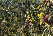 Día Mundial del Olivo: Tacna destaca por su desarrollo productivo Día Mundial del Olivo: Tacna destaca por su desarrollo productivo