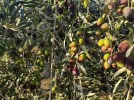 Día Mundial del Olivo: Tacna destaca por su desarrollo productivo Día Mundial del Olivo: Tacna destaca por su desarrollo productivo