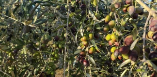 Día Mundial del Olivo: Tacna destaca por su desarrollo productivo Día Mundial del Olivo: Tacna destaca por su desarrollo productivo