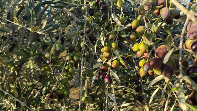 Día Mundial del Olivo: Tacna destaca por su desarrollo productivo