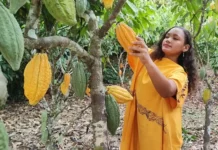 Del cultivo a la barra: así se produce en Satipo el cacao que ganó el premio al Mejor Chocolate del Mundo 2025 Del cultivo a la barra: así se produce en Satipo el cacao que ganó el premio al Mejor Chocolate del Mundo 2025