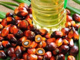 Las exportaciones de palma peruana aumentan su valor gracias al repunte internacional de precios en 2025 Las exportaciones de palma peruana aumentan su valor gracias al repunte internacional de precios en 2025