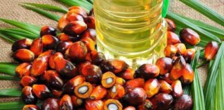 Las exportaciones de palma peruana aumentan su valor gracias al repunte internacional de precios en 2025 Las exportaciones de palma peruana aumentan su valor gracias al repunte internacional de precios en 2025