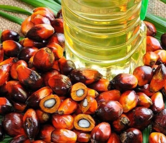 Las exportaciones de palma peruana aumentan su valor gracias al repunte internacional de precios en 2025 Las exportaciones de palma peruana aumentan su valor gracias al repunte internacional de precios en 2025