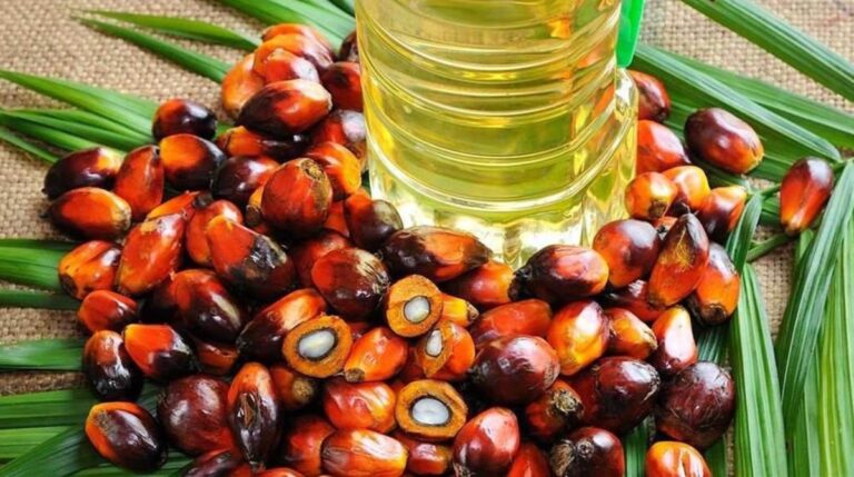 Las exportaciones de palma peruana aumentan su valor gracias al repunte internacional de precios en 2025