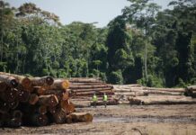 Exportaciones de madera peruana crecerán más de 20% y superarán los USD 100 millones en 2025 Exportaciones de madera peruana crecerán más de 20% y superarán los USD 100 millones en 2025