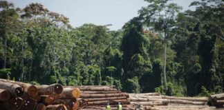 Exportaciones de madera peruana crecerán más de 20% y superarán los USD 100 millones en 2025 Exportaciones de madera peruana crecerán más de 20% y superarán los USD 100 millones en 2025