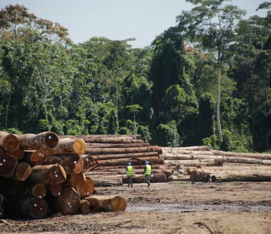 Exportaciones de madera peruana crecerán más de 20% y superarán los USD 100 millones en 2025 Exportaciones de madera peruana crecerán más de 20% y superarán los USD 100 millones en 2025