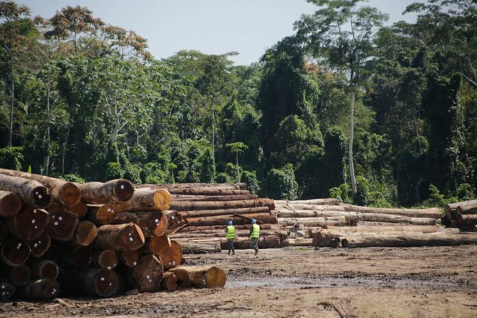 Exportaciones de madera peruana crecerán más de 20% y superarán los USD 100 millones en 2025 Exportaciones de madera peruana crecerán más de 20% y superarán los USD 100 millones en 2025