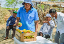 Productores de mango en San Lorenzo mejoran su productividad con apoyo de Procompite