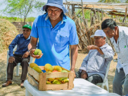 Productores de mango en San Lorenzo mejoran su productividad con apoyo de Procompite