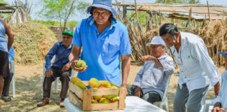 Productores de mango en San Lorenzo mejoran su productividad con apoyo de Procompite