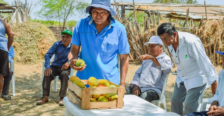 Productores de mango en San Lorenzo mejoran su productividad con apoyo de Procompite