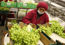 Agroexportaciones peruanas alcanzan los US$ 11,024 millones hasta octubre y proyectan récord histórico en 2025 Agroexportaciones peruanas alcanzan los US$ 11,024 millones hasta octubre y proyectan récord histórico en 2025