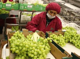 Agroexportaciones peruanas alcanzan los US$ 11,024 millones hasta octubre y proyectan récord histórico en 2025 Agroexportaciones peruanas alcanzan los US$ 11,024 millones hasta octubre y proyectan récord histórico en 2025