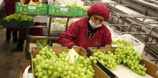 Agroexportaciones peruanas alcanzan los US$ 11,024 millones hasta octubre y proyectan récord histórico en 2025 Agroexportaciones peruanas alcanzan los US$ 11,024 millones hasta octubre y proyectan récord histórico en 2025