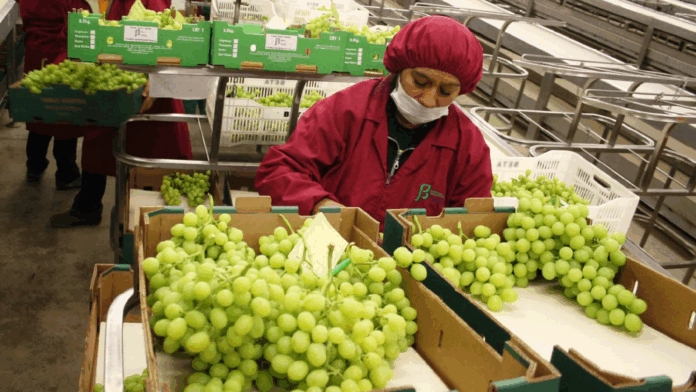 Agroexportaciones peruanas alcanzan los US$ 11,024 millones hasta octubre y proyectan récord histórico en 2025