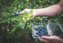 Arándano: el superalimento que potencia el metabolismo y domina el mercado global Arándano: el superalimento que potencia el metabolismo y domina el mercado global