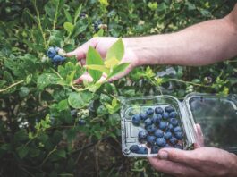 Arándano: el superalimento que potencia el metabolismo y domina el mercado global Arándano: el superalimento que potencia el metabolismo y domina el mercado global