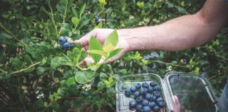 Arándano: el superalimento que potencia el metabolismo y domina el mercado global Arándano: el superalimento que potencia el metabolismo y domina el mercado global