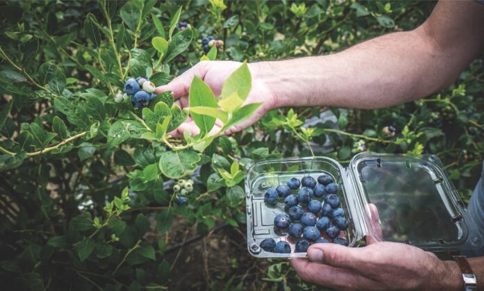 Arándano: el superalimento que potencia el metabolismo y domina el mercado global