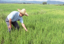 Piura apuesta por el riego eficiente para aumentar la producción arrocera Piura apuesta por el riego eficiente para aumentar la producción arrocera