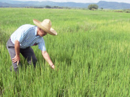 Piura apuesta por el riego eficiente para aumentar la producción arrocera Piura apuesta por el riego eficiente para aumentar la producción arrocera