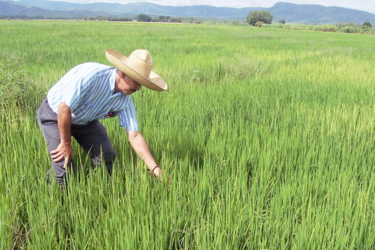 Piura apuesta por el riego eficiente para aumentar la producción arrocera