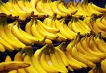 Exportación de banano orgánico: Perú busca consolidarse en nuevos mercados Exportación de banano orgánico: Perú busca consolidarse en nuevos mercados