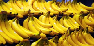 Exportación de banano orgánico: Perú busca consolidarse en nuevos mercados Exportación de banano orgánico: Perú busca consolidarse en nuevos mercados