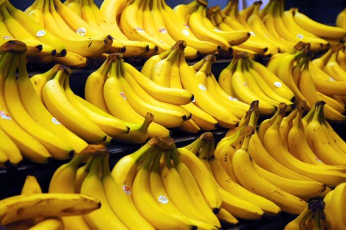 Exportación de banano orgánico: Perú busca consolidarse en nuevos mercados Exportación de banano orgánico: Perú busca consolidarse en nuevos mercados