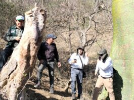 Serfor desarrolla metodología oficial para calcular el rendimiento del palo santo en Piura Serfor desarrolla metodología oficial para calcular el rendimiento del palo santo en Piura