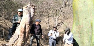 Serfor desarrolla metodología oficial para calcular el rendimiento del palo santo en Piura Serfor desarrolla metodología oficial para calcular el rendimiento del palo santo en Piura