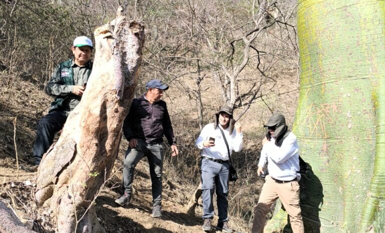Serfor desarrolla metodología oficial para calcular el rendimiento del palo santo en Piura