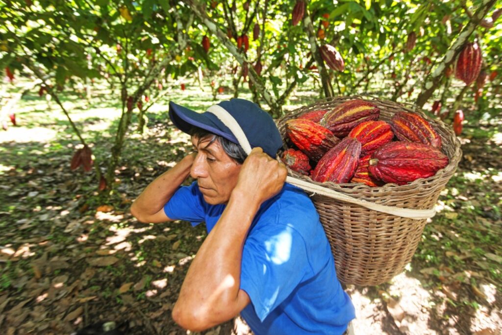MIDAGRI invierte S/51 millones para fortalecer la producción de cacao fino y cafés especiales en el VRAEM