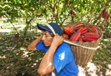 MIDAGRI invierte S/51 millones para fortalecer la producción de cacao fino y cafés especiales en el VRAEM MIDAGRI invierte S/51 millones para fortalecer la producción de cacao fino y cafés especiales en el VRAEM