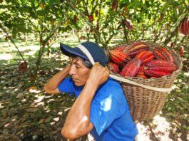 MIDAGRI invierte S/51 millones para fortalecer la producción de cacao fino y cafés especiales en el VRAEM MIDAGRI invierte S/51 millones para fortalecer la producción de cacao fino y cafés especiales en el VRAEM