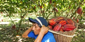MIDAGRI invierte S/51 millones para fortalecer la producción de cacao fino y cafés especiales en el VRAEM MIDAGRI invierte S/51 millones para fortalecer la producción de cacao fino y cafés especiales en el VRAEM