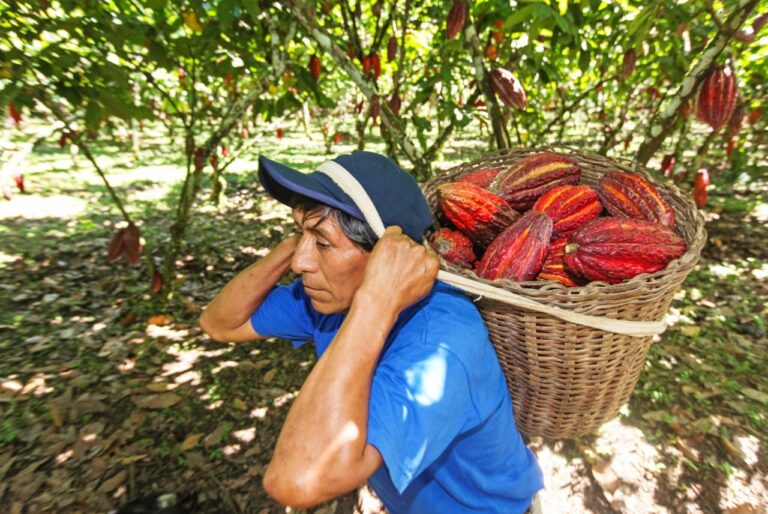 MIDAGRI invierte S/51 millones para fortalecer la producción de cacao fino y cafés especiales en el VRAEM