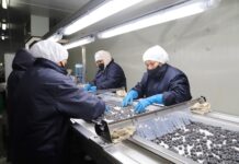 Perú consolida su liderazgo mundial en arándanos y apunta al mercado japonés en 2025 Perú consolida su liderazgo mundial en arándanos y apunta al mercado japonés en 2025