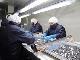 Perú consolida su liderazgo mundial en arándanos y apunta al mercado japonés en 2025 Perú consolida su liderazgo mundial en arándanos y apunta al mercado japonés en 2025