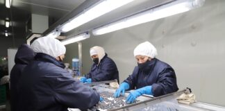 Perú consolida su liderazgo mundial en arándanos y apunta al mercado japonés en 2025 Perú consolida su liderazgo mundial en arándanos y apunta al mercado japonés en 2025