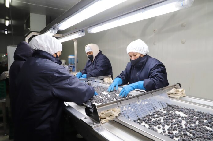 Perú consolida su liderazgo mundial en arándanos y apunta al mercado japonés en 2025