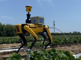 Perros robots revolucionan la agricultura peruana con tecnología inteligente Perros robots revolucionan la agricultura peruana con tecnología inteligente