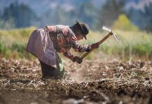 Activan Seguro Agrícola Catastrófico por más de S/ 2 millones en San Martín