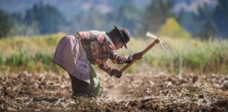 Activan Seguro Agrícola Catastrófico por más de S/ 2 millones en San Martín