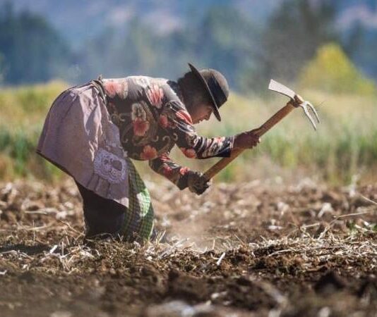 Activan Seguro Agrícola Catastrófico por más de S/ 2 millones en San Martín
