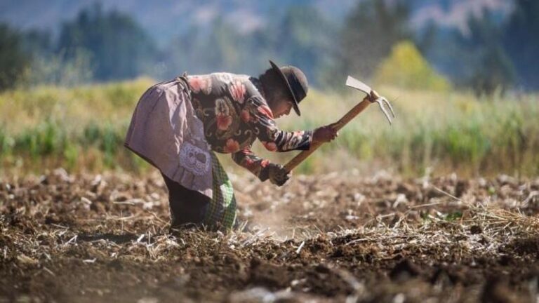 Activan Seguro Agrícola Catastrófico por más de S/ 2 millones en San Martín