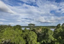 Reducción de la deforestación en el Perú es confirmada por Serfor Reducción de la deforestación en el Perú es confirmada por Serfor